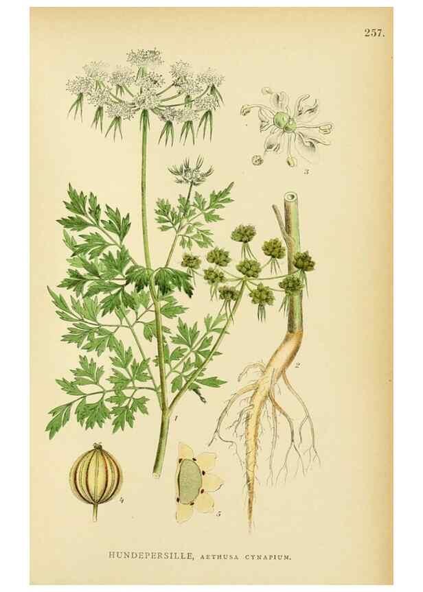 Reproducción/Reproduction 49157266868: Billeder af Nordens flora,. København,G.E.C. Gad,1901-1903 [i.e. 1907]. 