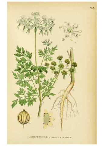 Reproducción/Reproduction 49157266868: Billeder af Nordens flora,. København,G.E.C. Gad,1901-1903 [i.e. 1907]. 