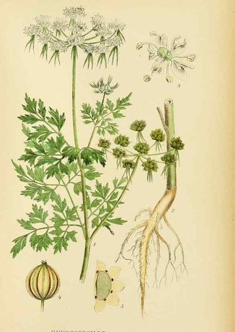 Reproducción/Reproduction 49157266868: Billeder af Nordens flora,. København,G.E.C. Gad,1901-1903 [i.e. 1907]. 