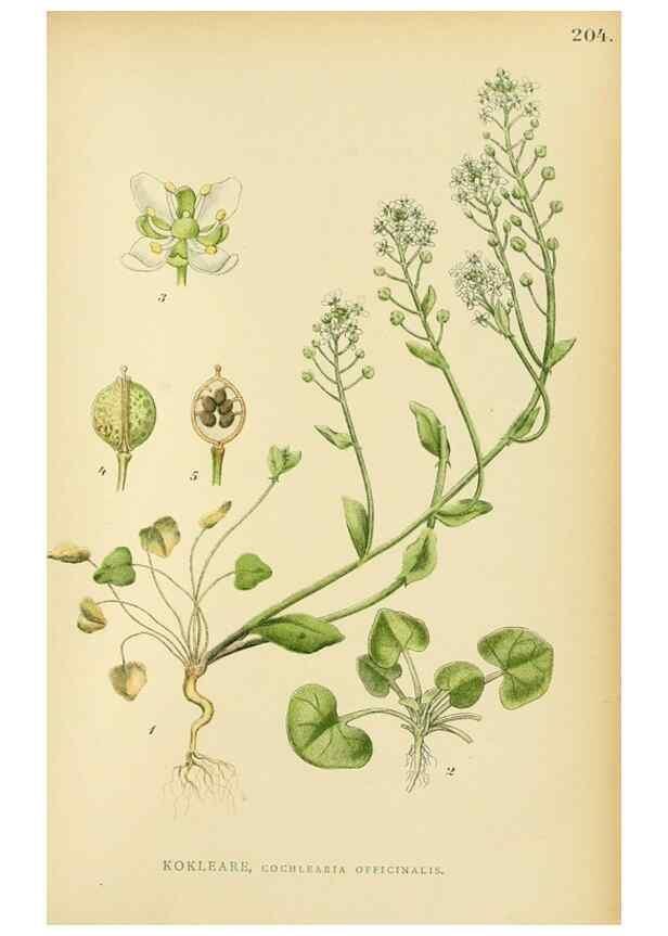 Reproducción/Reproduction 49157953332: Billeder af Nordens flora,. København,G.E.C. Gad,1901-1903 [i.e. 1907]. 