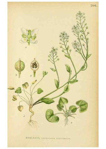 Reproducción/Reproduction 49157953332: Billeder af Nordens flora,. København,G.E.C. Gad,1901-1903 [i.e. 1907]. 
