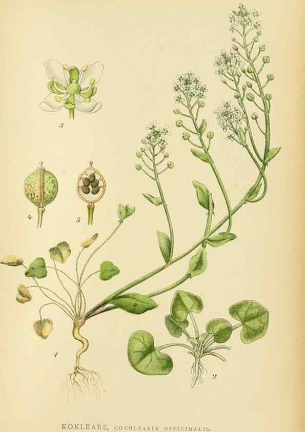 Reproducción/Reproduction 49157953332: Billeder af Nordens flora,. København,G.E.C. Gad,1901-1903 [i.e. 1907]. 