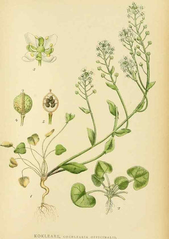 Reproducción/Reproduction 49157953332: Billeder af Nordens flora,. København,G.E.C. Gad,1901-1903 [i.e. 1907]. 