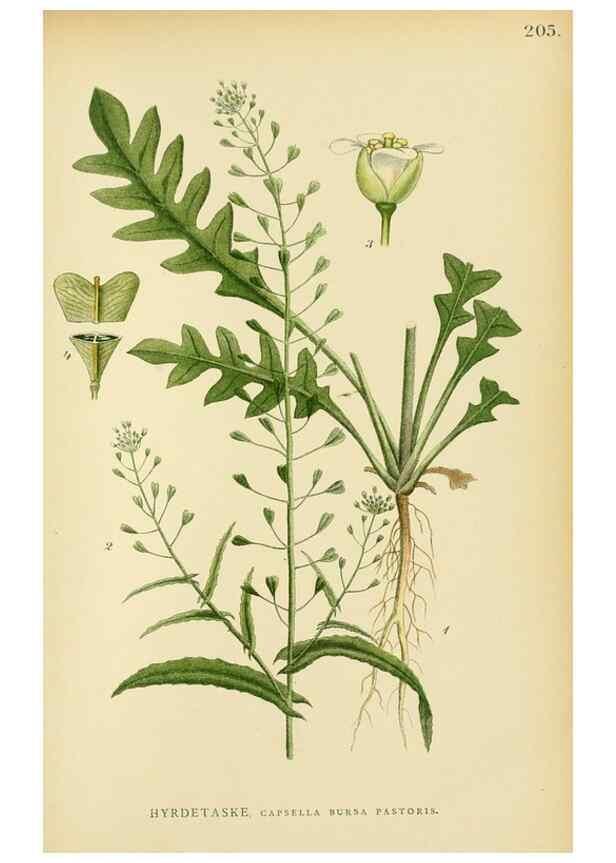Reproducción/Reproduction 49157953582: Billeder af Nordens flora,. København,G.E.C. Gad,1901-1903 [i.e. 1907]. 