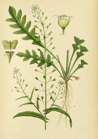 Reproducción/Reproduction 49157953582: Billeder af Nordens flora,. København,G.E.C. Gad,1901-1903 [i.e. 1907]. 
