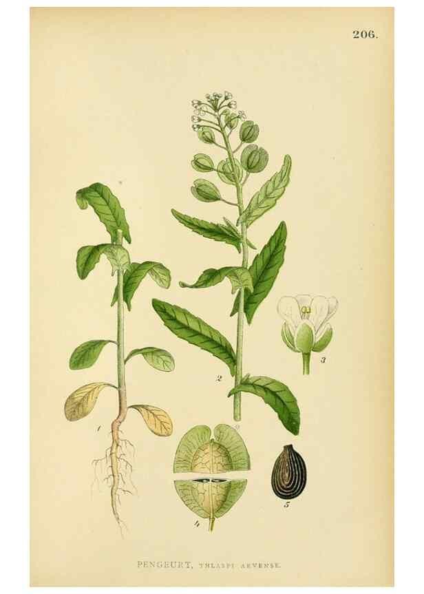 Reproducción/Reproduction 49157243273: Billeder af Nordens flora,. København,G.E.C. Gad,1901-1903 [i.e. 1907]. 