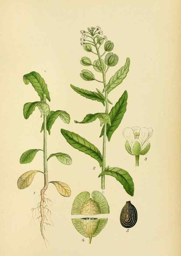 Reproducción/Reproduction 49157243273: Billeder af Nordens flora,. København,G.E.C. Gad,1901-1903 [i.e. 1907]. 