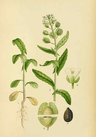Reproducción/Reproduction 49157243273: Billeder af Nordens flora,. København,G.E.C. Gad,1901-1903 [i.e. 1907]. 