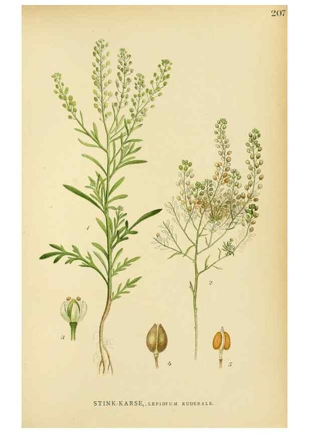 Reproducción/Reproduction 49157731796: Billeder af Nordens flora,. København,G.E.C. Gad,1901-1903 [i.e. 1907]. 