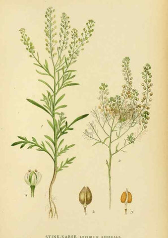 Reproducción/Reproduction 49157731796: Billeder af Nordens flora,. København,G.E.C. Gad,1901-1903 [i.e. 1907]. 