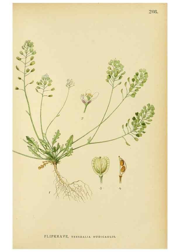 Reproducción/Reproduction 49157243953: Billeder af Nordens flora,. København,G.E.C. Gad,1901-1903 [i.e. 1907]. 