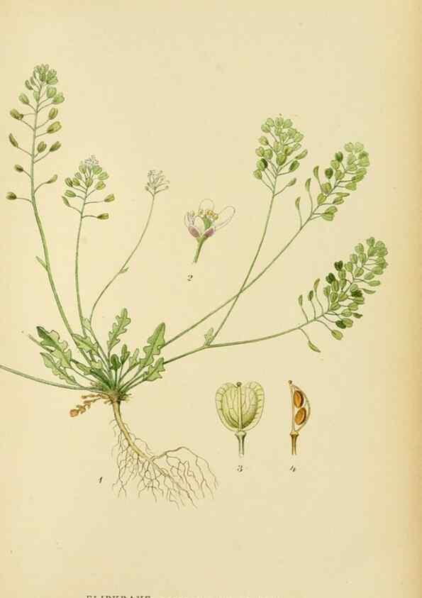 Reproducción/Reproduction 49157243953: Billeder af Nordens flora,. København,G.E.C. Gad,1901-1903 [i.e. 1907]. 