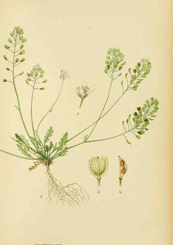 Reproducción/Reproduction 49157243953: Billeder af Nordens flora,. København,G.E.C. Gad,1901-1903 [i.e. 1907]. 