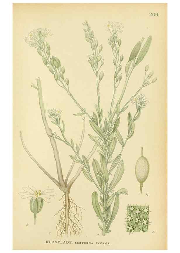 Reproducción/Reproduction 49157955122: Billeder af Nordens flora,. København,G.E.C. Gad,1901-1903 [i.e. 1907]. 
