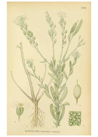 Reproducción/Reproduction 49157955122: Billeder af Nordens flora,. København,G.E.C. Gad,1901-1903 [i.e. 1907]. 