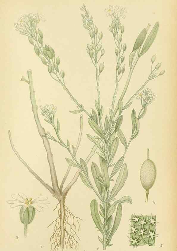 Reproducción/Reproduction 49157955122: Billeder af Nordens flora,. København,G.E.C. Gad,1901-1903 [i.e. 1907]. 