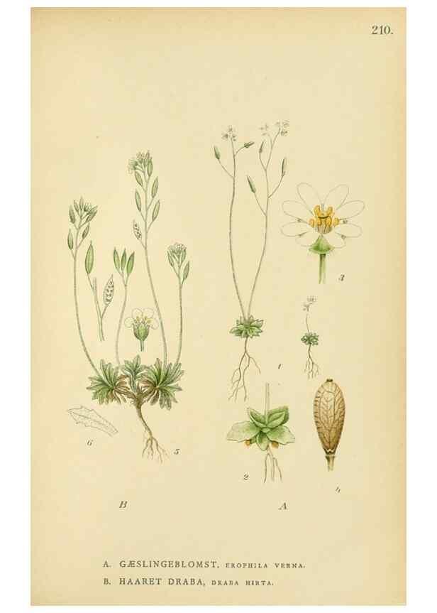 Reproducción/Reproduction 49157244748: Billeder af Nordens flora,. København,G.E.C. Gad,1901-1903 [i.e. 1907]. 