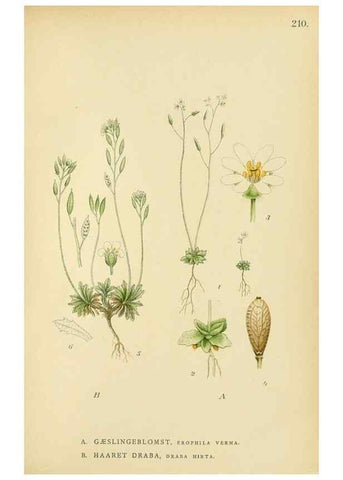 Reproducción/Reproduction 49157244748: Billeder af Nordens flora,. København,G.E.C. Gad,1901-1903 [i.e. 1907]. 
