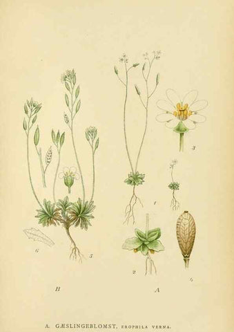 Reproducción/Reproduction 49157244748: Billeder af Nordens flora,. København,G.E.C. Gad,1901-1903 [i.e. 1907]. 