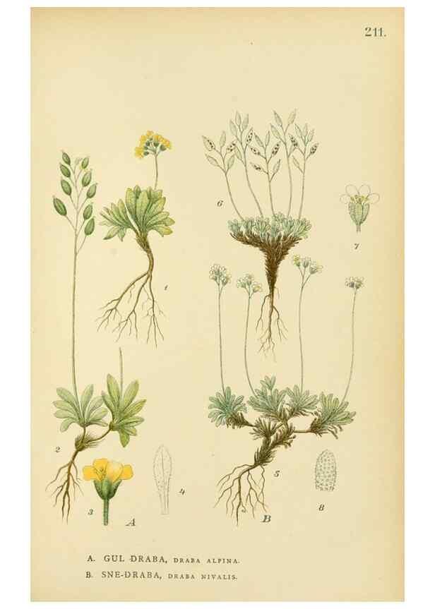 Reproducción/Reproduction 49157245078: Billeder af Nordens flora,. København,G.E.C. Gad,1901-1903 [i.e. 1907]. 