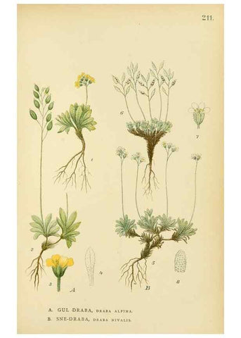 Reproducción/Reproduction 49157245078: Billeder af Nordens flora,. København,G.E.C. Gad,1901-1903 [i.e. 1907]. 