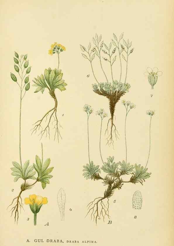 Reproducción/Reproduction 49157245078: Billeder af Nordens flora,. København,G.E.C. Gad,1901-1903 [i.e. 1907]. 