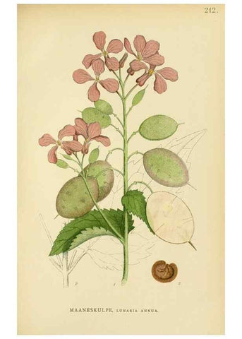 Reproducción/Reproduction 49157956242: Billeder af Nordens flora,. København,G.E.C. Gad,1901-1903 [i.e. 1907]. 