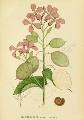 Reproducción/Reproduction 49157956242: Billeder af Nordens flora,. København,G.E.C. Gad,1901-1903 [i.e. 1907]. 
