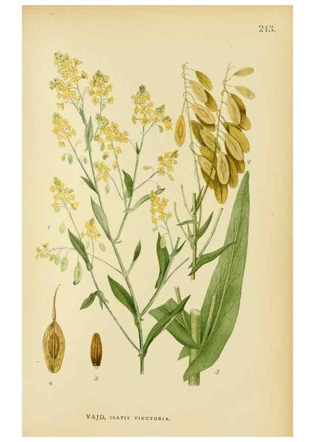 Reproducción/Reproduction 49157245778: Billeder af Nordens flora,. København,G.E.C. Gad,1901-1903 [i.e. 1907]. 