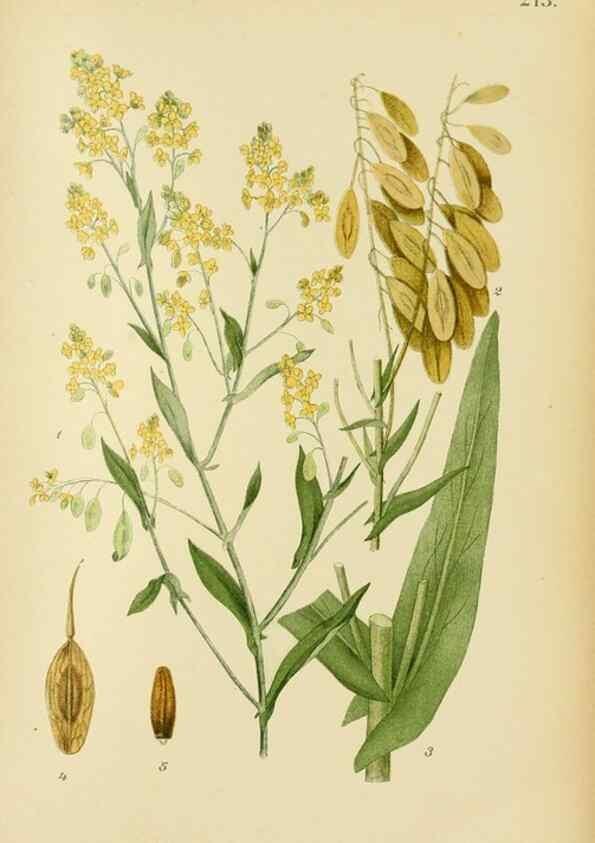 Reproducción/Reproduction 49157245778: Billeder af Nordens flora,. København,G.E.C. Gad,1901-1903 [i.e. 1907]. 