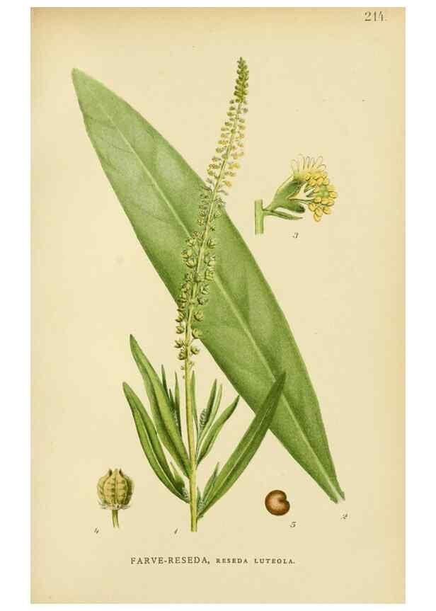 Reproducción/Reproduction 49157734241: Billeder af Nordens flora,. København,G.E.C. Gad,1901-1903 [i.e. 1907]. 