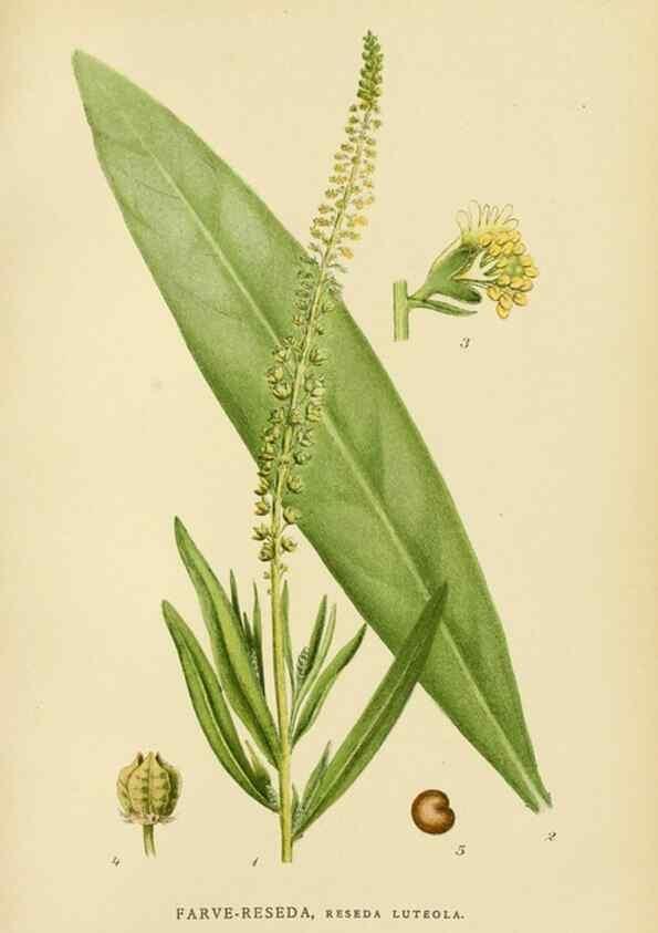 Reproducción/Reproduction 49157734241: Billeder af Nordens flora,. København,G.E.C. Gad,1901-1903 [i.e. 1907]. 