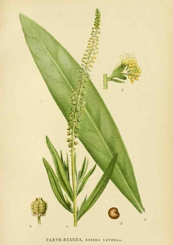 Reproducción/Reproduction 49157734241: Billeder af Nordens flora,. København,G.E.C. Gad,1901-1903 [i.e. 1907]. 