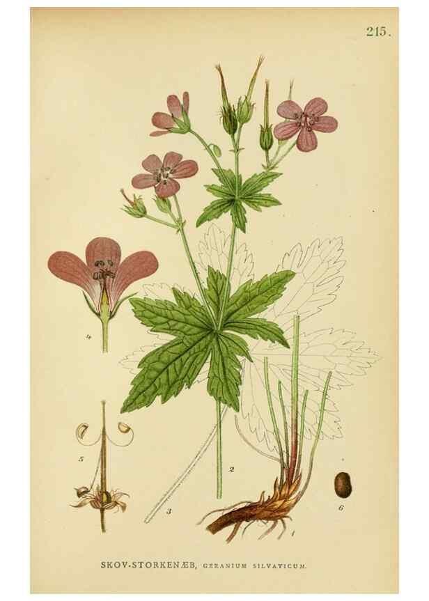 Reproducción/Reproduction 49157957332: Billeder af Nordens flora,. København,G.E.C. Gad,1901-1903 [i.e. 1907]. 