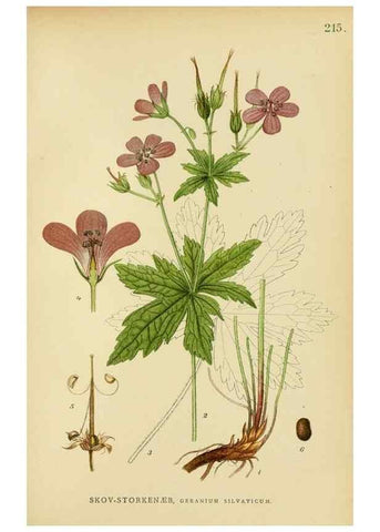 Reproducción/Reproduction 49157957332: Billeder af Nordens flora,. København,G.E.C. Gad,1901-1903 [i.e. 1907]. 