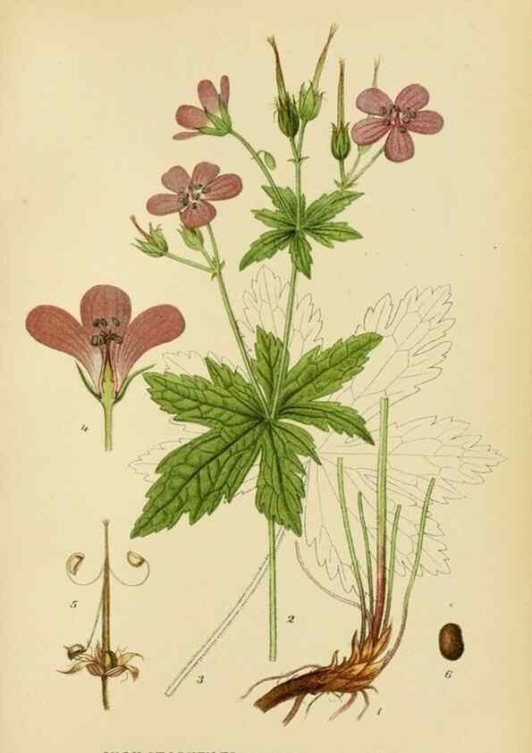 Reproducción/Reproduction 49157957332: Billeder af Nordens flora,. København,G.E.C. Gad,1901-1903 [i.e. 1907]. 