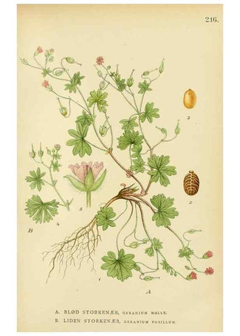 Reproducción/Reproduction 49157957622: Billeder af Nordens flora,. København,G.E.C. Gad,1901-1903 [i.e. 1907]. 