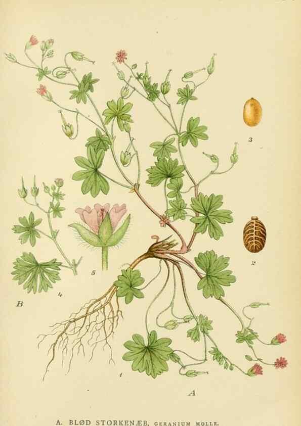 Reproducción/Reproduction 49157957622: Billeder af Nordens flora,. København,G.E.C. Gad,1901-1903 [i.e. 1907]. 
