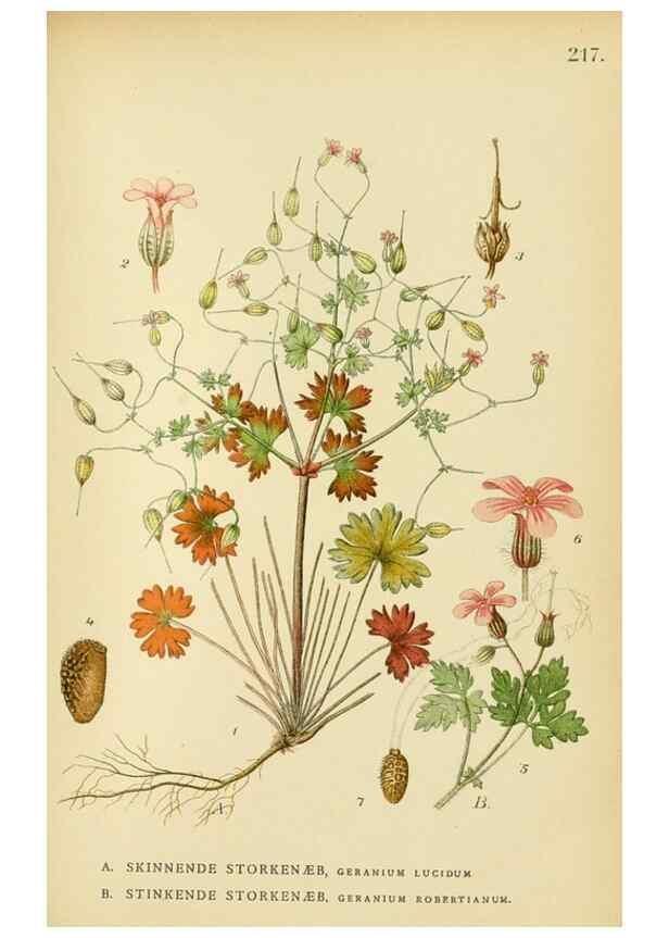 Reproducción/Reproduction 49157958012: Billeder af Nordens flora,. København,G.E.C. Gad,1901-1903 [i.e. 1907]. 