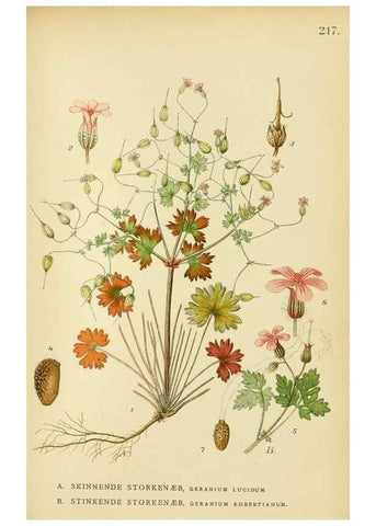 Reproducción/Reproduction 49157958012: Billeder af Nordens flora,. København,G.E.C. Gad,1901-1903 [i.e. 1907]. 
