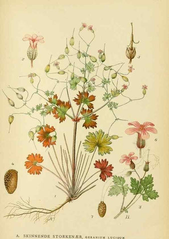 Reproducción/Reproduction 49157958012: Billeder af Nordens flora,. København,G.E.C. Gad,1901-1903 [i.e. 1907]. 