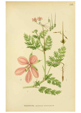 Reproducción/Reproduction 49157247673: Billeder af Nordens flora,. København,G.E.C. Gad,1901-1903 [i.e. 1907]. 