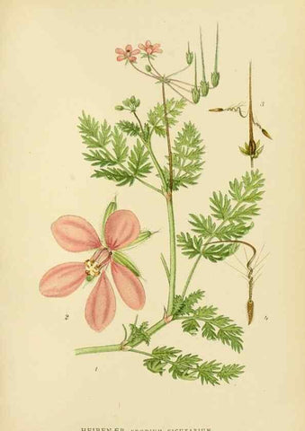 Reproducción/Reproduction 49157247673: Billeder af Nordens flora,. København,G.E.C. Gad,1901-1903 [i.e. 1907]. 