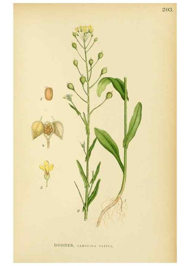 Reproducción/Reproduction 49157953082: Billeder af Nordens flora,. København,G.E.C. Gad,1901-1903 [i.e. 1907]. 