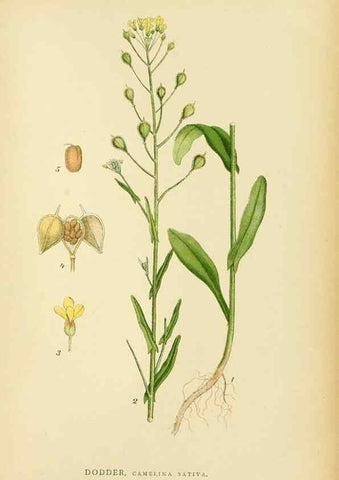 Reproducción/Reproduction 49157953082: Billeder af Nordens flora,. København,G.E.C. Gad,1901-1903 [i.e. 1907]. 