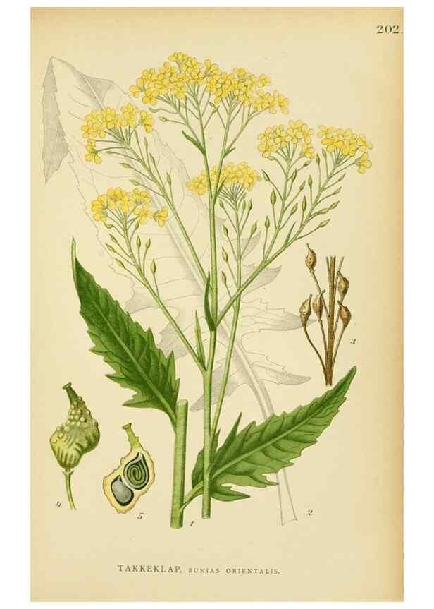 Reproducción/Reproduction 49157242038: Billeder af Nordens flora,. København,G.E.C. Gad,1901-1903 [i.e. 1907]. 