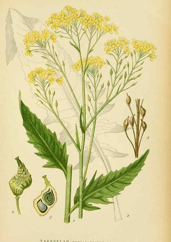 Reproducción/Reproduction 49157242038: Billeder af Nordens flora,. København,G.E.C. Gad,1901-1903 [i.e. 1907]. 