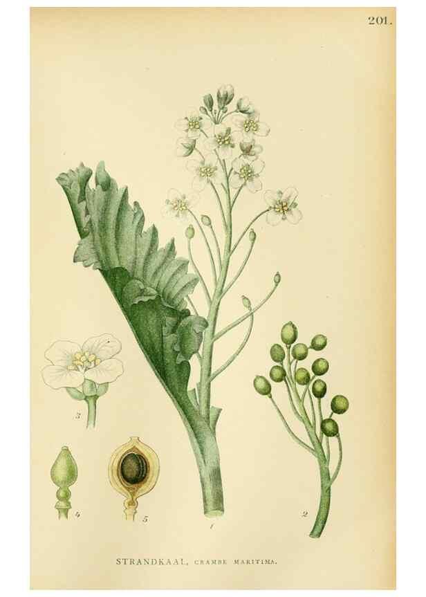 Reproducción/Reproduction 49157952547: Billeder af Nordens flora,. København,G.E.C. Gad,1901-1903 [i.e. 1907]. 