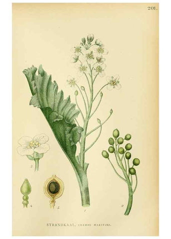 Reproducción/Reproduction 49157952547: Billeder af Nordens flora,. København,G.E.C. Gad,1901-1903 [i.e. 1907]. 