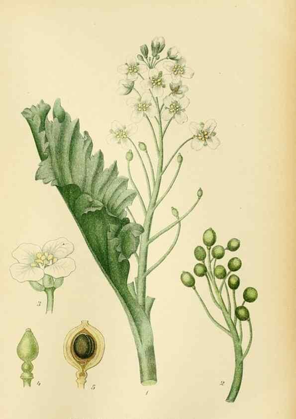 Reproducción/Reproduction 49157952547: Billeder af Nordens flora,. København,G.E.C. Gad,1901-1903 [i.e. 1907]. 